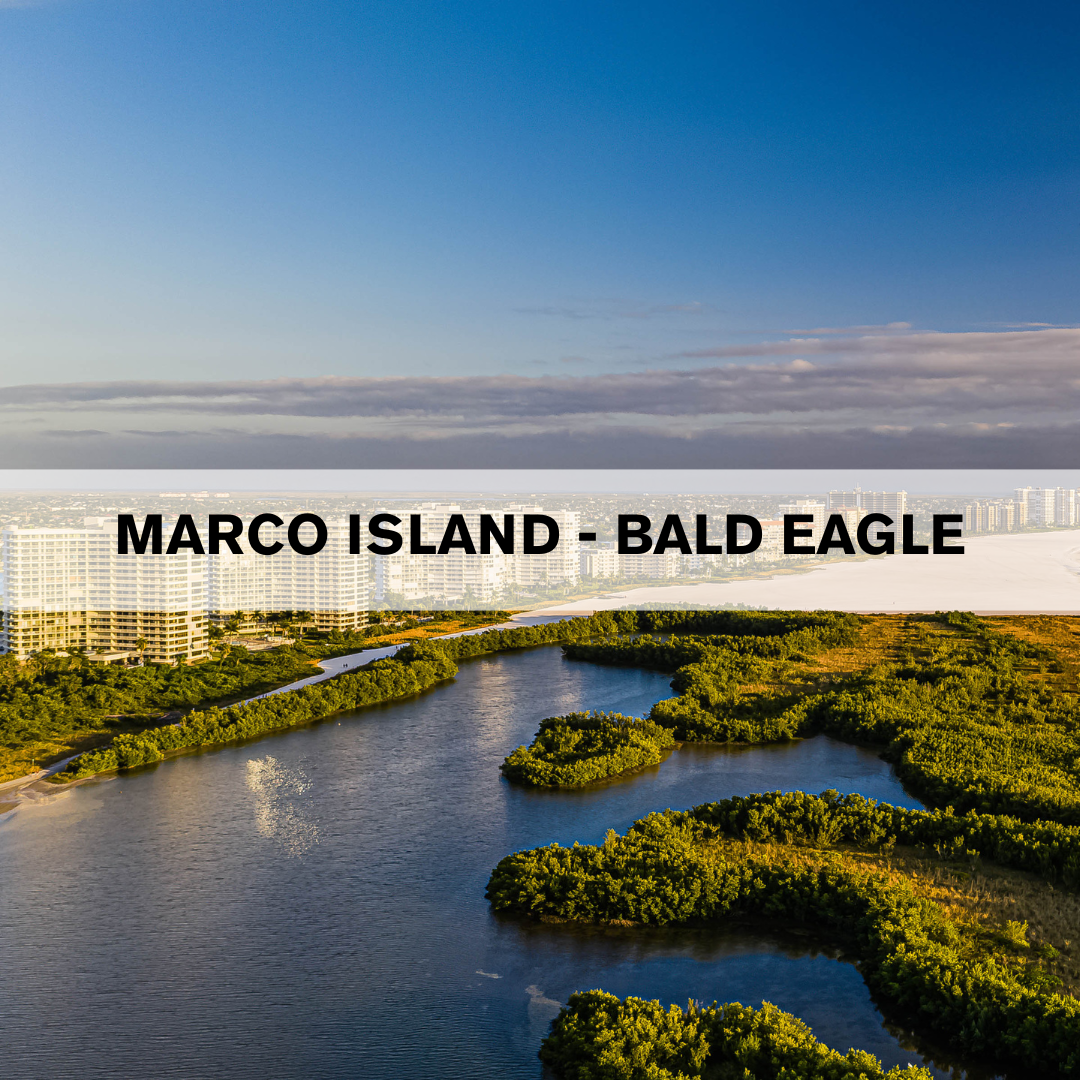 Marco Island - Bald Eagle